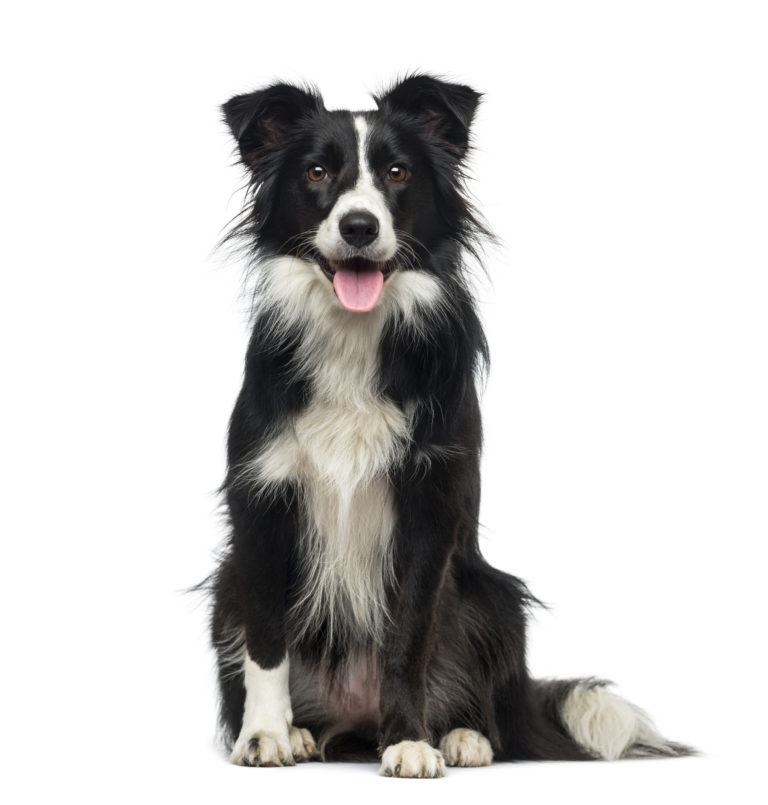 Border-Collie